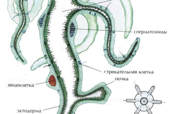 Что можно купить в кракене